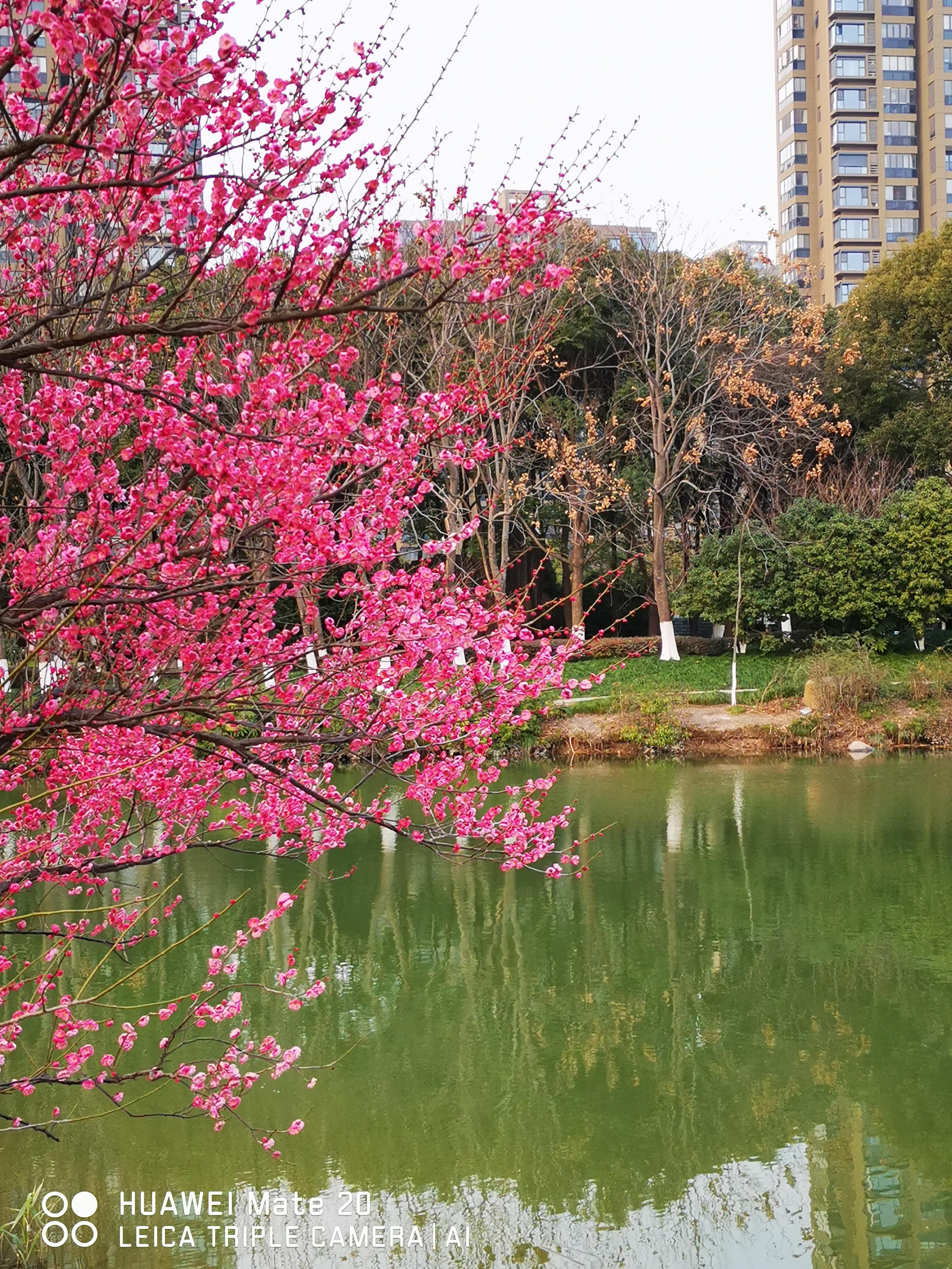 哑婆的一生 雨外斜阳